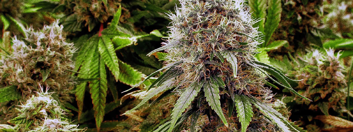 criminal defense marijuana possession