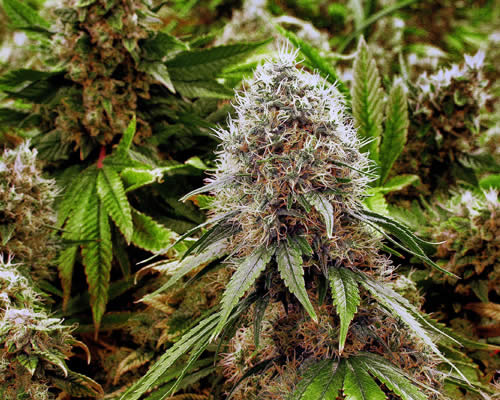 criminal defense marijuana possession